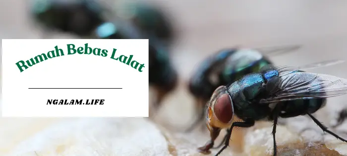 Rumah bebas lalat
