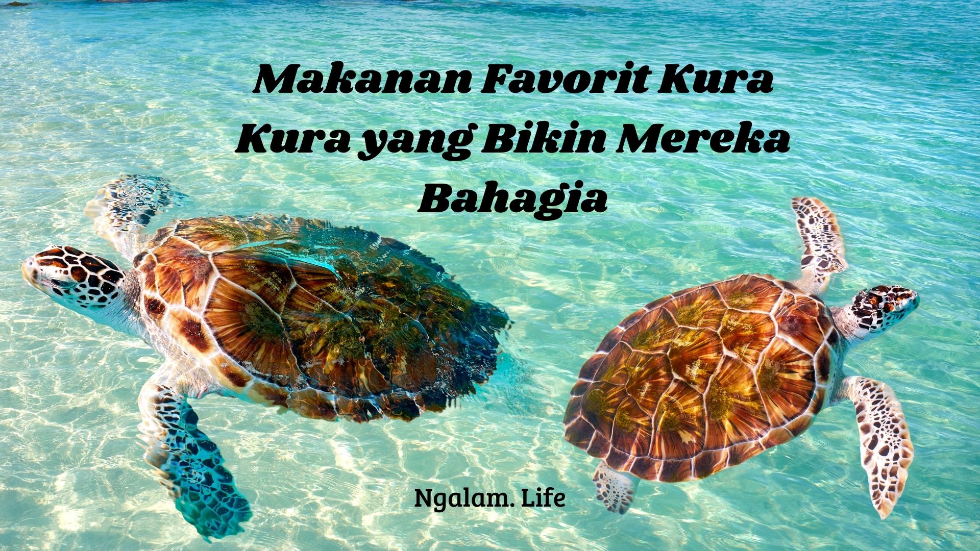 Makanan kura