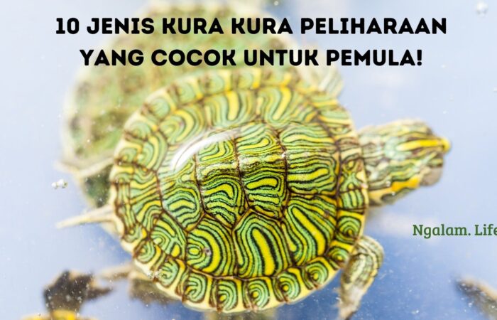Jenis kura