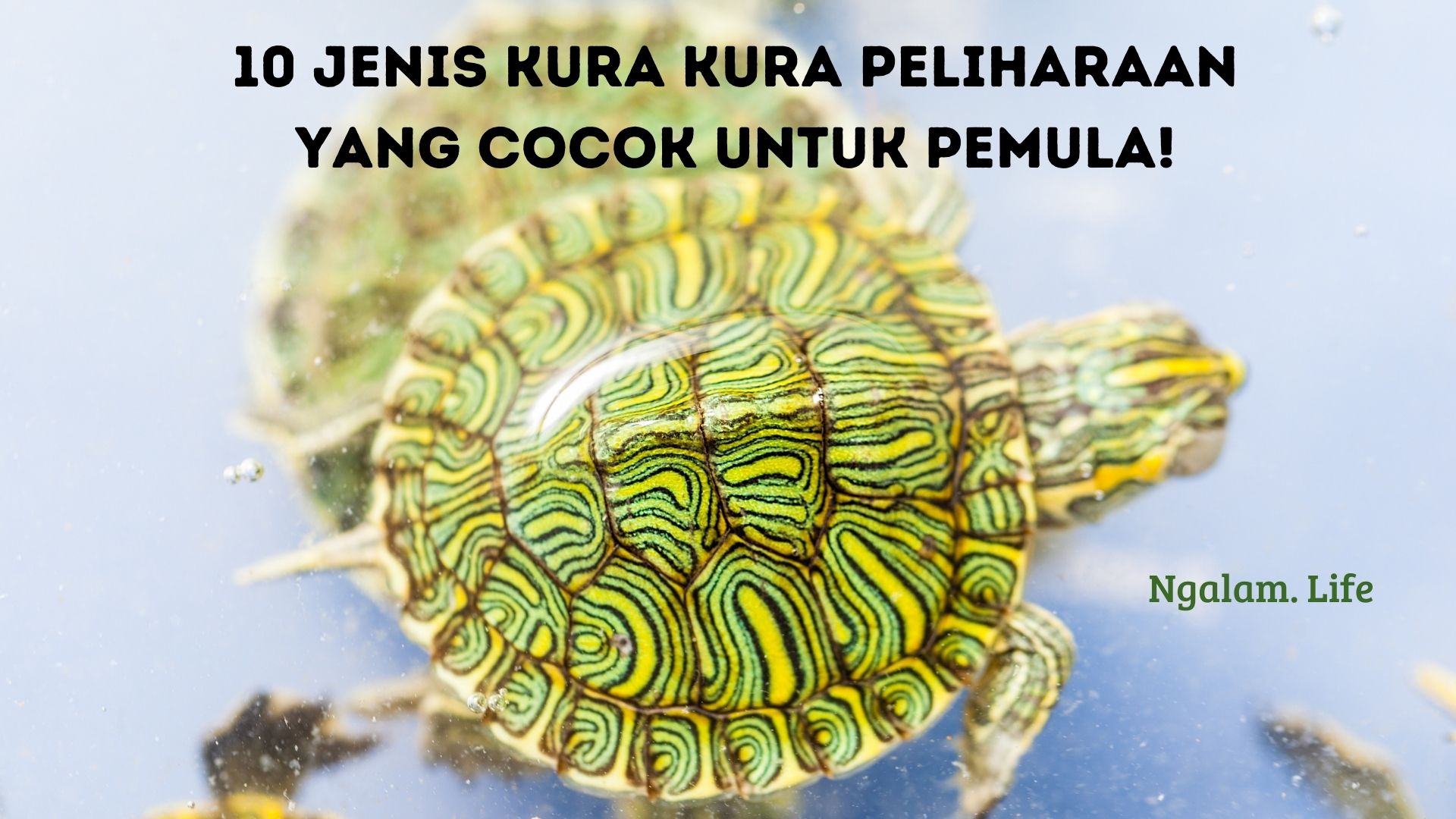 Jenis kura