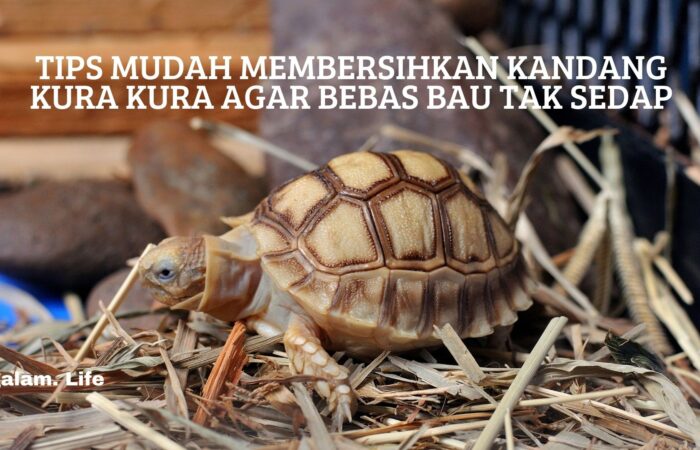 Membersihkan kandang kura