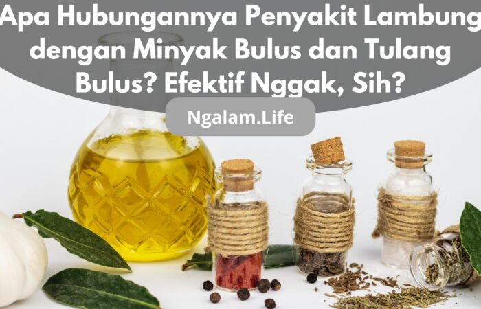 Lambung dan minyak bulus
