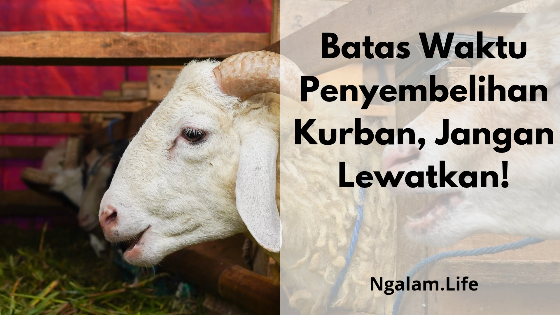 Batas Waktu Penyembelihan Kurban