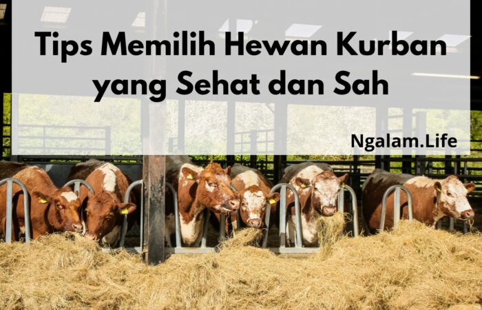 Memilih hewan kurban