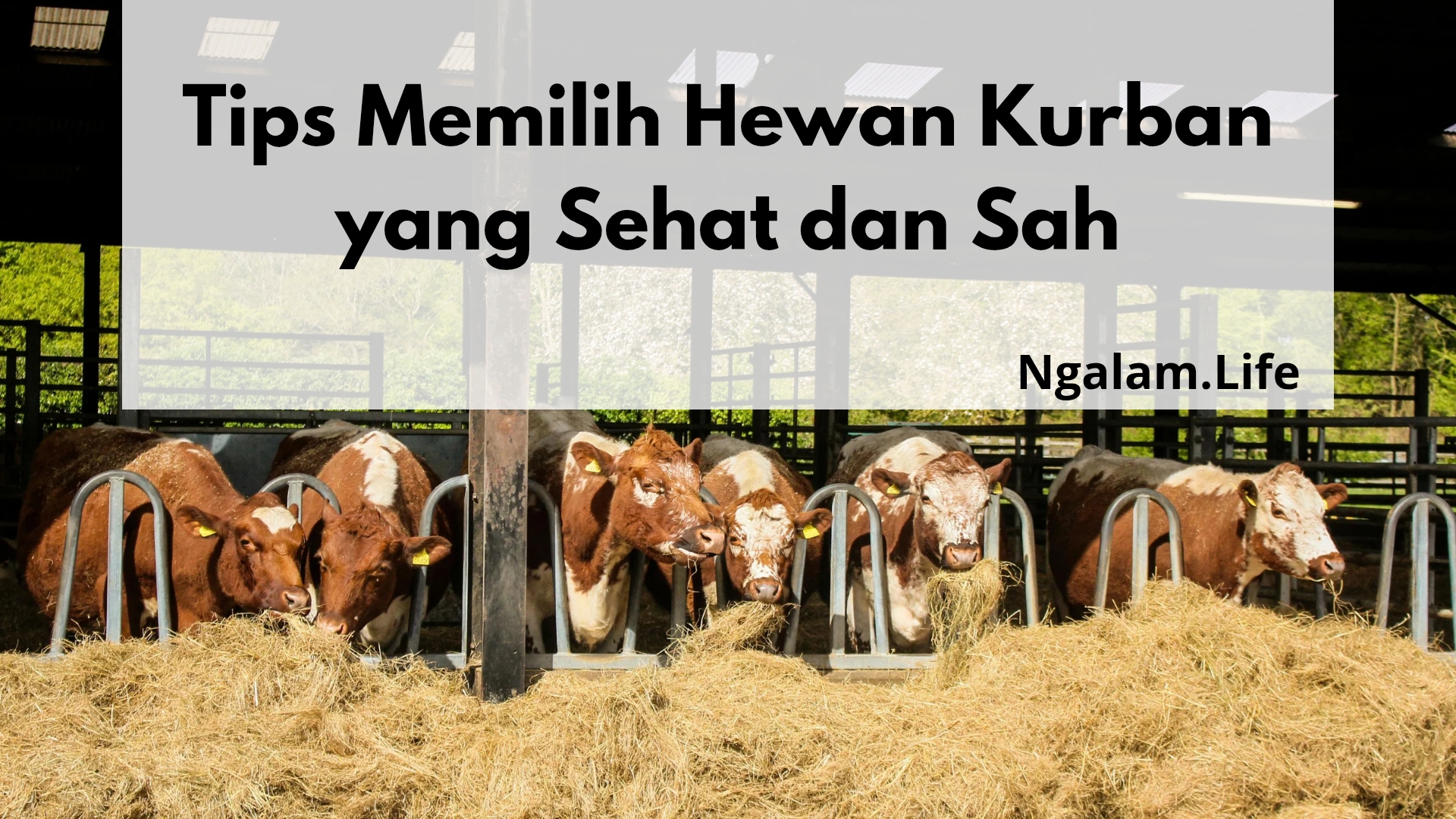 Memilih hewan kurban