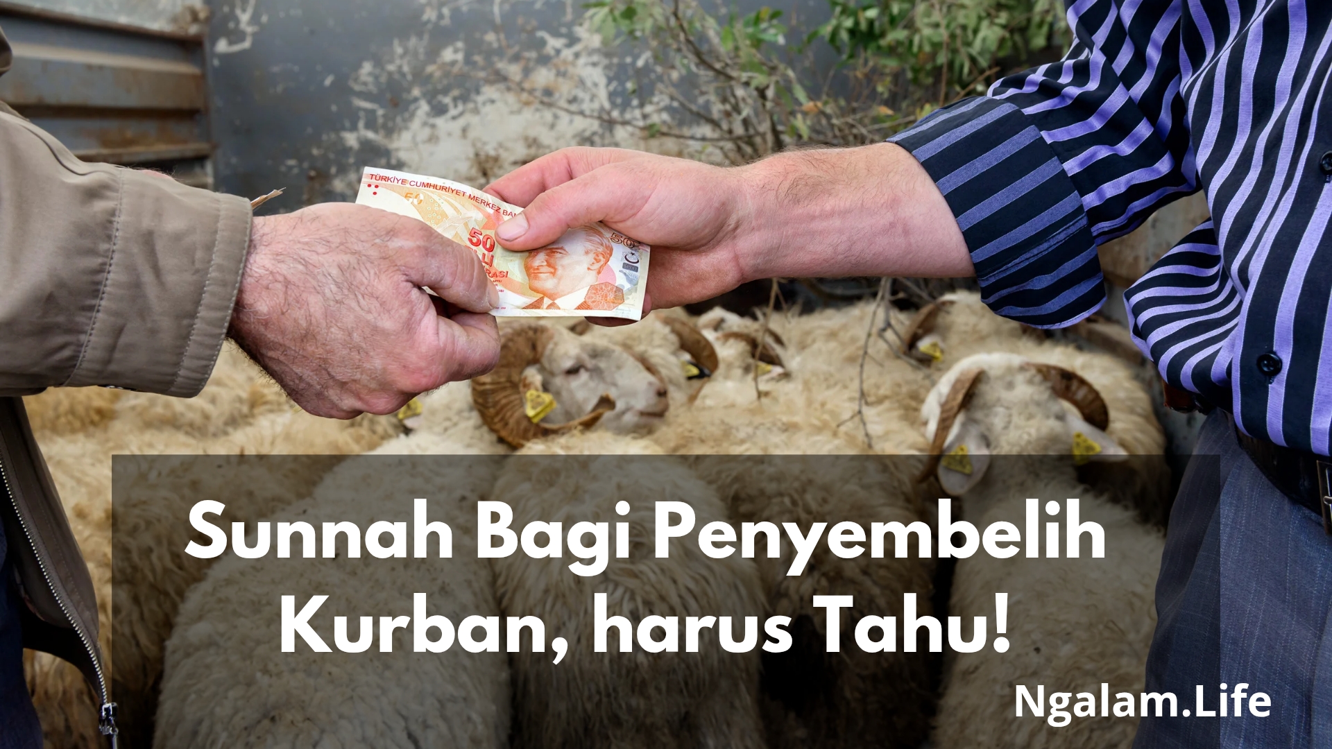 Sunnah kurban