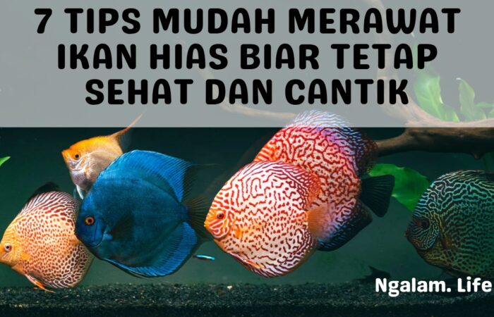 Merawat ikan hias