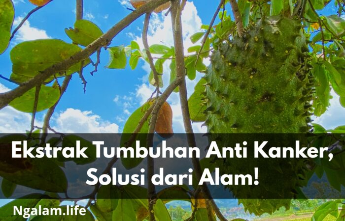 Penyembuh kanker