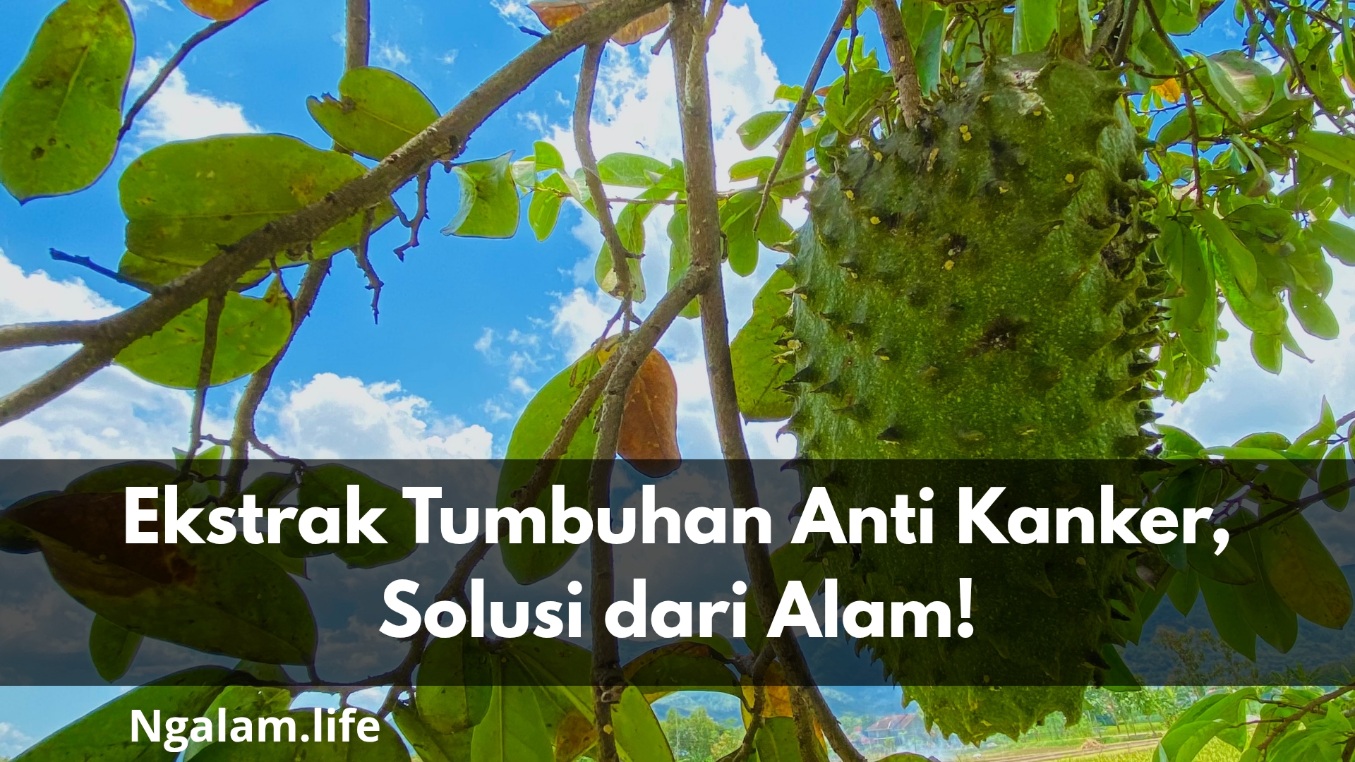Penyembuh kanker
